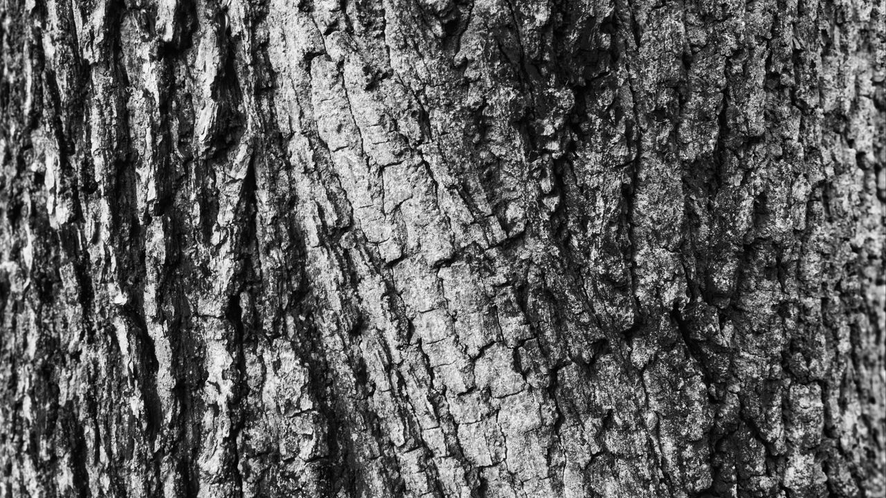 Обои кора, дерево, текстура, поверхность, серый