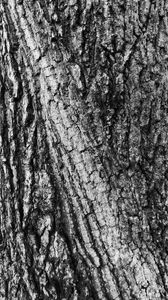 Превью обои кора, дерево, текстура, поверхность, серый