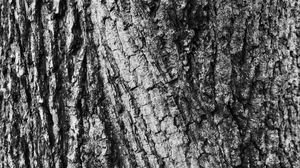 Превью обои кора, дерево, текстура, поверхность, серый