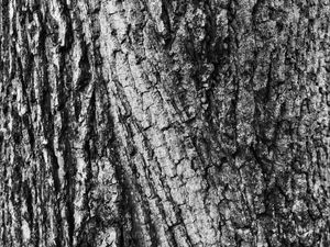 Превью обои кора, дерево, текстура, поверхность, серый