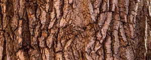 Превью обои кора, дерево, текстура, поверхность, коричневый