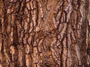 Превью обои кора, дерево, текстура, поверхность, коричневый