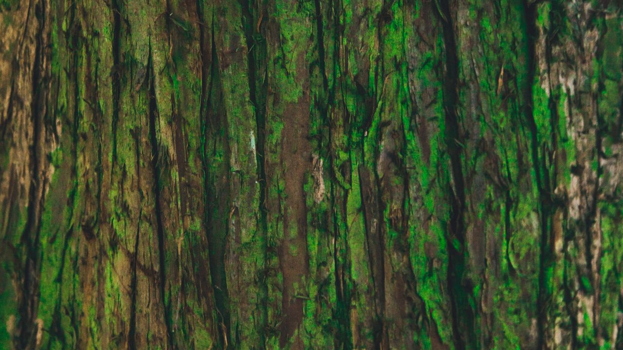 Обои кора, дерево, зеленый, текстура