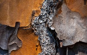 Превью обои кора, сосна, дерево, макро