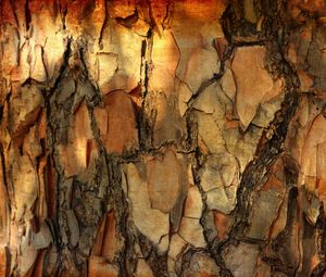 Превью обои кора, сосна, дерево, макро, текстура