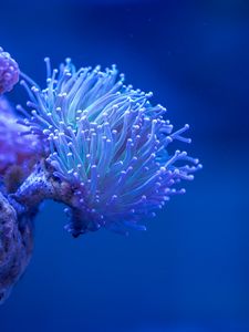 Превью обои коралл, море, глубина, макро, подводный
