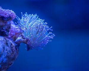 Превью обои коралл, море, глубина, макро, подводный