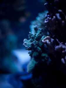 Превью обои кораллы, подводный мир, водоросли, макро, океан