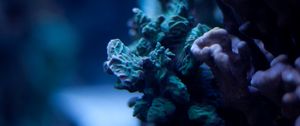Превью обои кораллы, подводный мир, водоросли, макро, океан