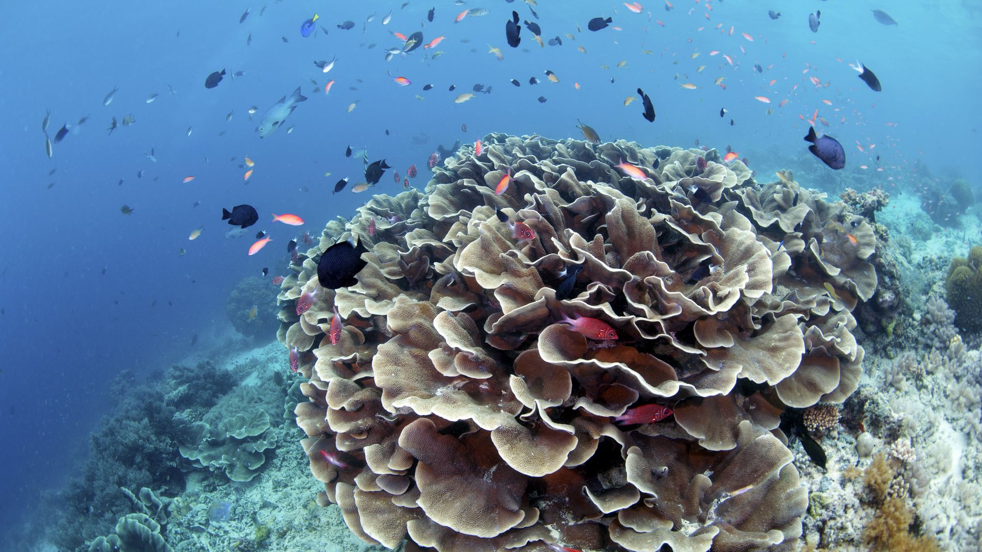 Кораллы раскраска - 55 фото