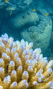 Превью обои кораллы, рыбы, подводный мир, аквариум, море