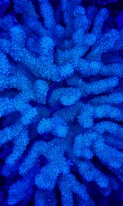 Превью обои кораллы, синий, подводный