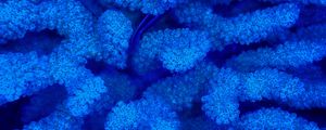 Превью обои кораллы, синий, подводный