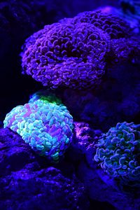 Превью обои кораллы, свечение, подводный мир