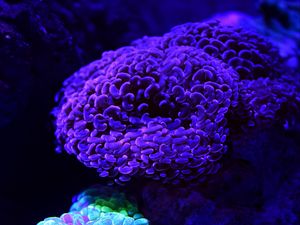 Превью обои кораллы, свечение, подводный мир