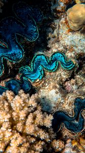 Превью обои кораллы, водоросли, подводный мир, растения