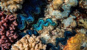 Превью обои кораллы, водоросли, подводный мир, растения
