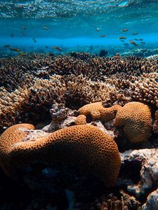 Превью обои кораллы, водоросли, подводный мир, вода