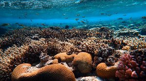 Превью обои кораллы, водоросли, подводный мир, вода