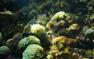 Превью обои кораллы, водоросли, вода, подводный мир