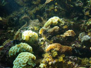 Превью обои кораллы, водоросли, вода, подводный мир