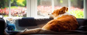 Превью обои корги, собака, питомец, окно, поза