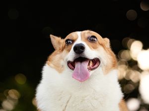 Превью обои корги, собака, забавный, высунутый язык, питомец