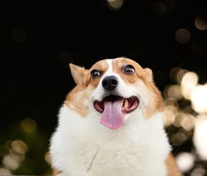 Превью обои корги, собака, забавный, высунутый язык, питомец