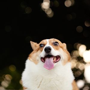 Превью обои корги, собака, забавный, высунутый язык, питомец