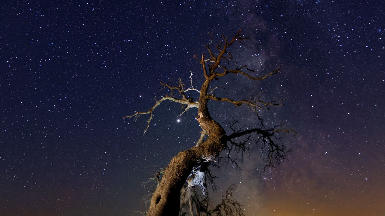Обои коряга, дерево, ночь, звездное небо, трава, звезды