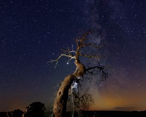 Превью обои коряга, дерево, ночь, звездное небо, трава, звезды