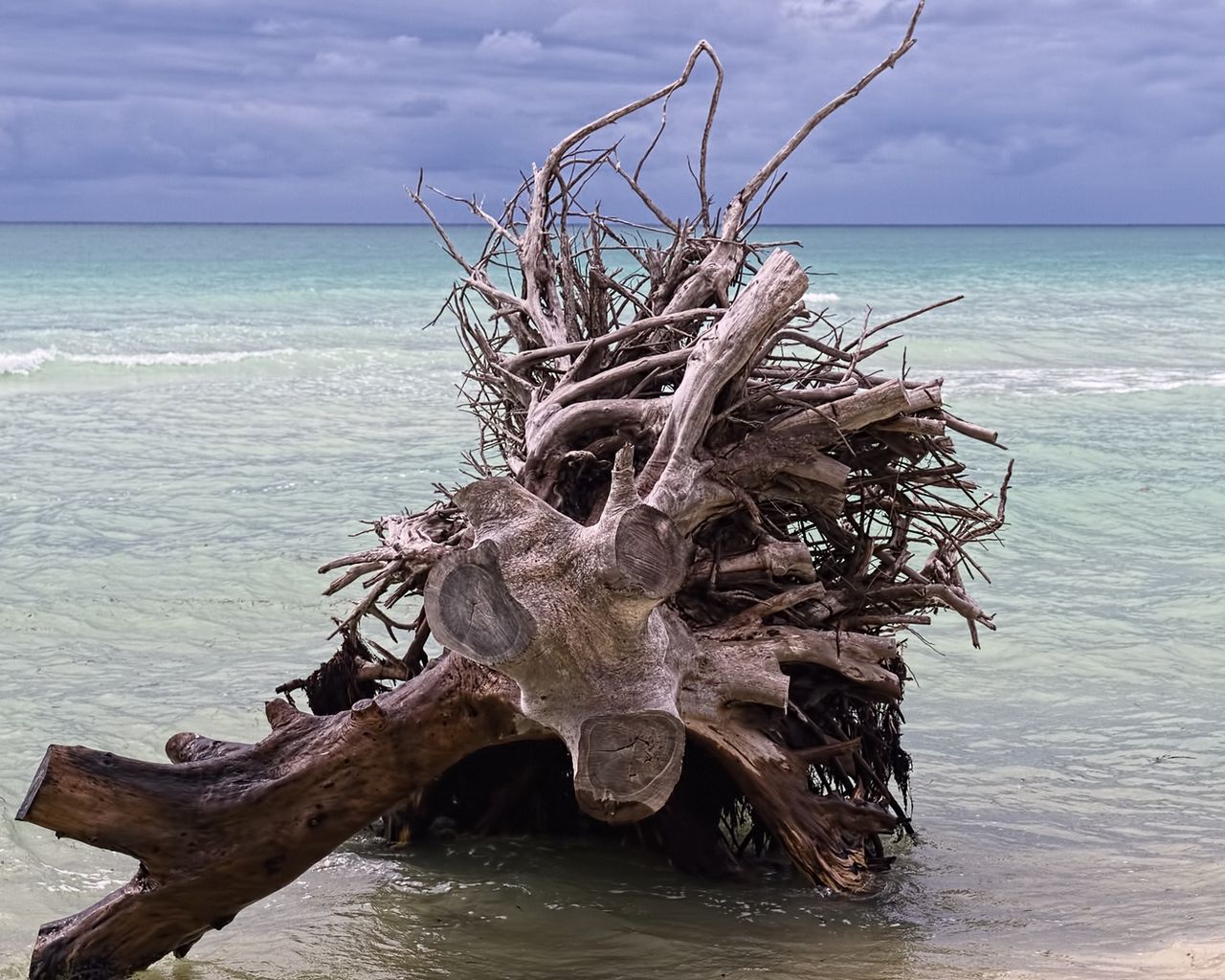 Коряга в реке. Красивая коряга. Дерево из моря. Корни дерева. Топляк что это в море.