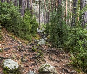 Превью обои корни, деревья, камни, лес, природа