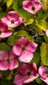 Превью обои корнус, цветы, лепестки, растения, куст, розовый