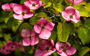 Превью обои корнус, цветы, лепестки, растения, куст, розовый