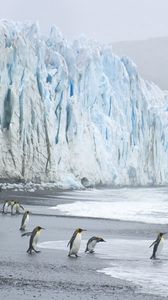Превью обои королевские пингвины, берег, океан, лед