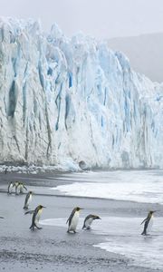 Превью обои королевские пингвины, берег, океан, лед