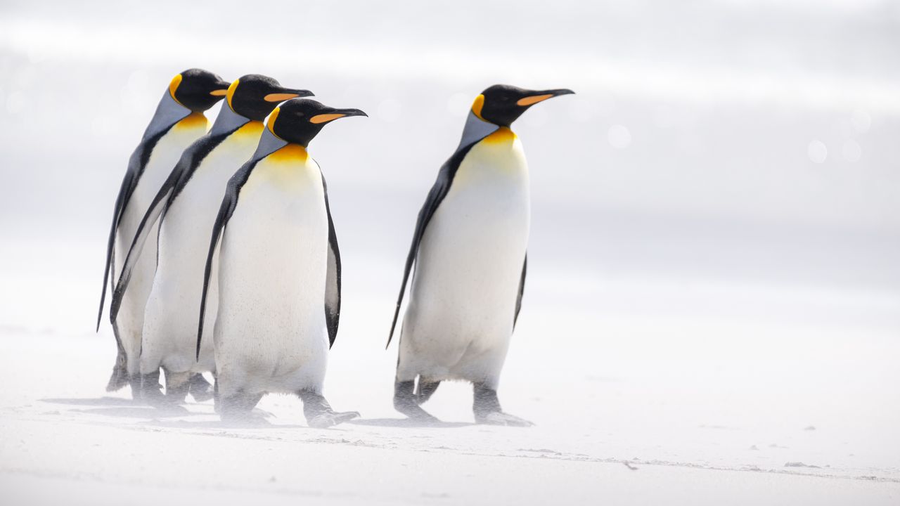 Обои королевские пингвины, пингвины, птицы, арктика, дикая природа