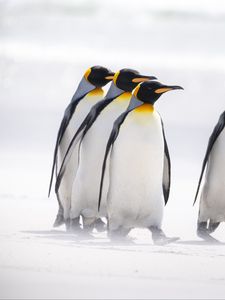 Превью обои королевские пингвины, пингвины, птицы, арктика, дикая природа