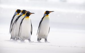 Превью обои королевские пингвины, пингвины, птицы, арктика, дикая природа