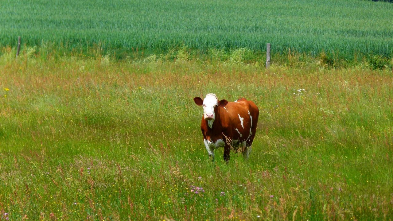 Обои корова, трава, прогулка