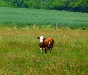Превью обои корова, трава, прогулка