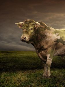 Превью обои корова, трава, свет, поле