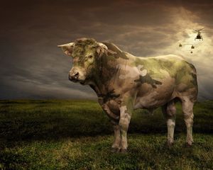 Превью обои корова, трава, свет, поле