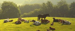 Превью обои коровы, лошадь, трава, вечер, деревья, лежать, стадо