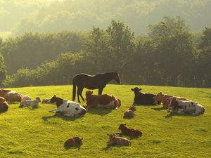 Превью обои коровы, лошадь, трава, вечер, деревья, лежать, стадо