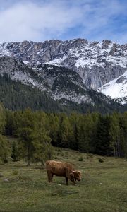 Превью обои коровы, луг, деревья, горы, снег