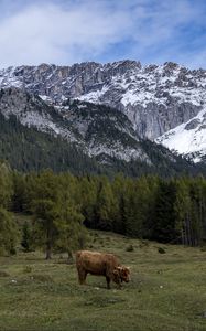 Превью обои коровы, луг, деревья, горы, снег