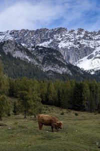 Превью обои коровы, луг, деревья, горы, снег