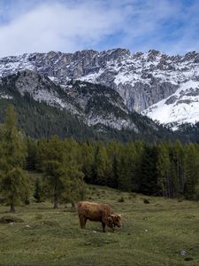 Превью обои коровы, луг, деревья, горы, снег